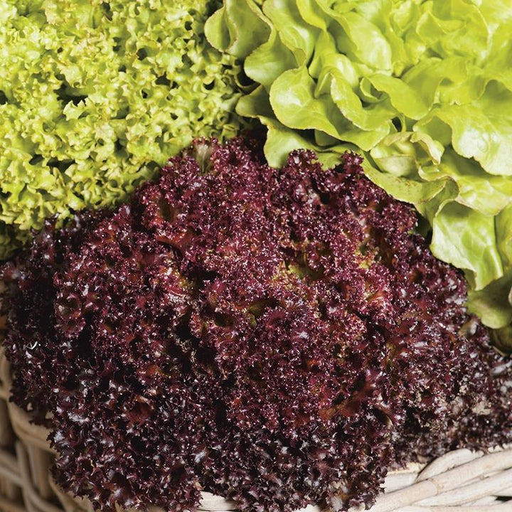 Mr Fothergill's - LETTUCE Headed Mixed Seeds Vegetable Seeds | Snape & Sons