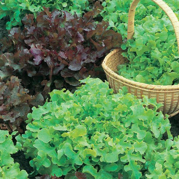 Mr Fothergill's - LETTUCE Salad Bowl Red & Green Mixed Seeds Vegetable Seeds | Snape & Sons