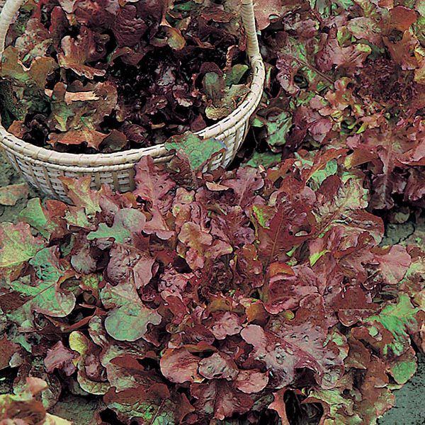 Mr Fothergill's - LETTUCE Salad Bowl Red Seeds Vegetable Seeds | Snape & Sons