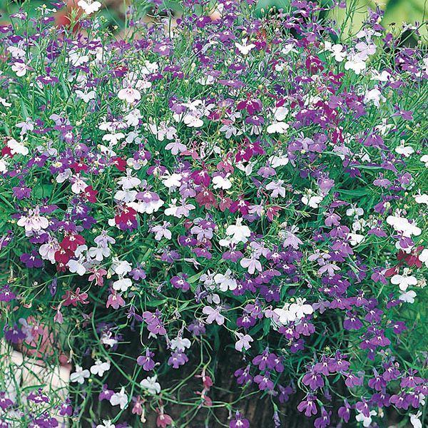 Mr Fothergill's - LOBELIA Cascade Mixed Seeds Flower Seeds | Snape & Sons