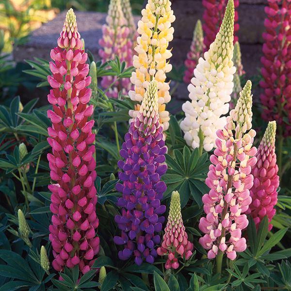 Mr Fothergill's - LUPIN Festival Mixed Seeds Flower Seeds | Snape & Sons