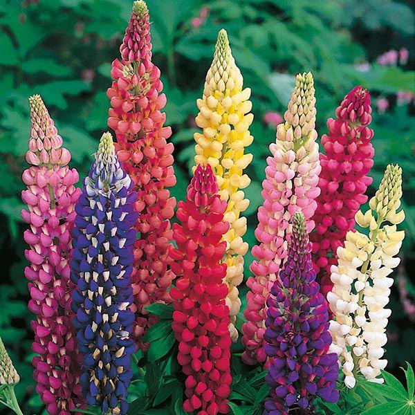 Mr Fothergill's - LUPIN Russell Mixed Seeds Flower Seeds | Snape & Sons
