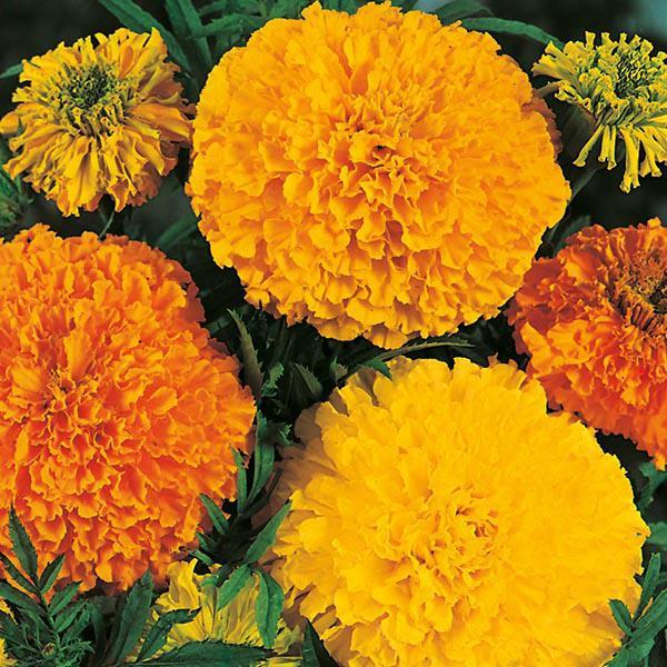 Mr Fothergill's - MARIGOLD (African) Crackerjack Mixed Seeds Flower Seeds | Snape & Sons