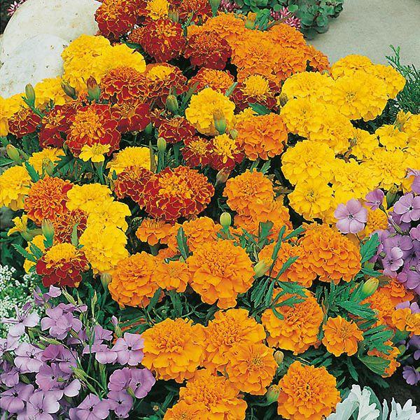 Mr Fothergill's - MARIGOLD (French) Bonita Mixed Seeds Flower Seeds | Snape & Sons