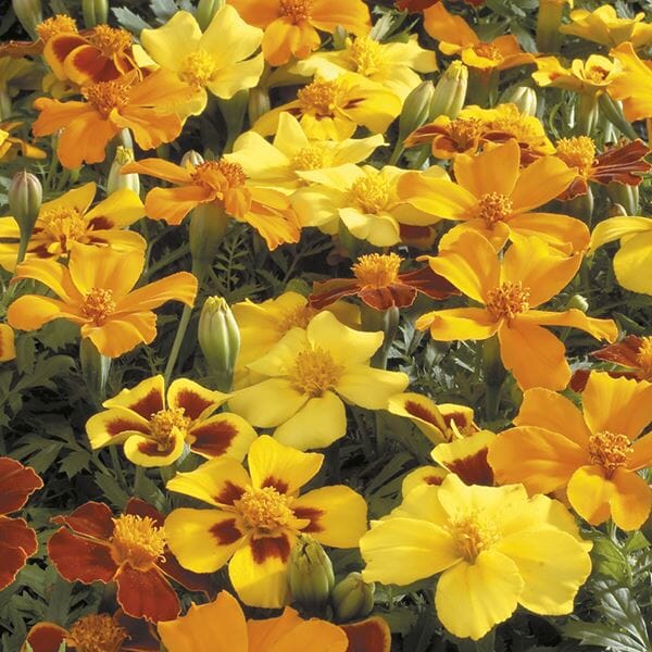 Mr Fothergill's - MARIGOLD (French) Dwarf Double Mixed Seeds Flower Seeds | Snape & Sons
