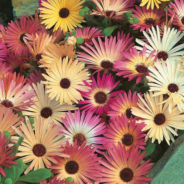 Mr Fothergill's - MESEMBRYANTHEMUM Livingstone Daisy Mixed Seeds Flower Seeds | Snape & Sons