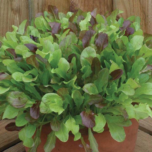 Mr Fothergill's - MIXED LETTUCE Leaves Seeds Vegetable Seeds | Snape & Sons