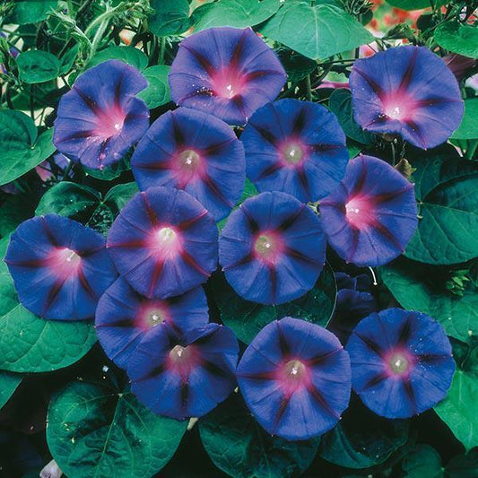 Mr Fothergill's - MORNING GLORY Grandpa Otts Seeds Scented Candles | Snape & Sons