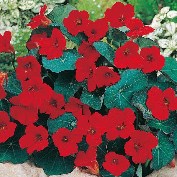 Mr Fothergill's - NASTURTIUM Empress of India Seeds Flower Seeds | Snape & Sons