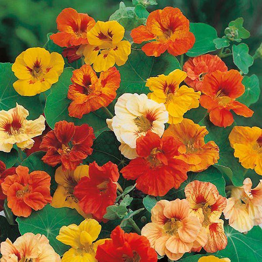 Mr Fothergill's - NASTURTIUM Jewel Mixed Seeds Flower Seeds | Snape & Sons