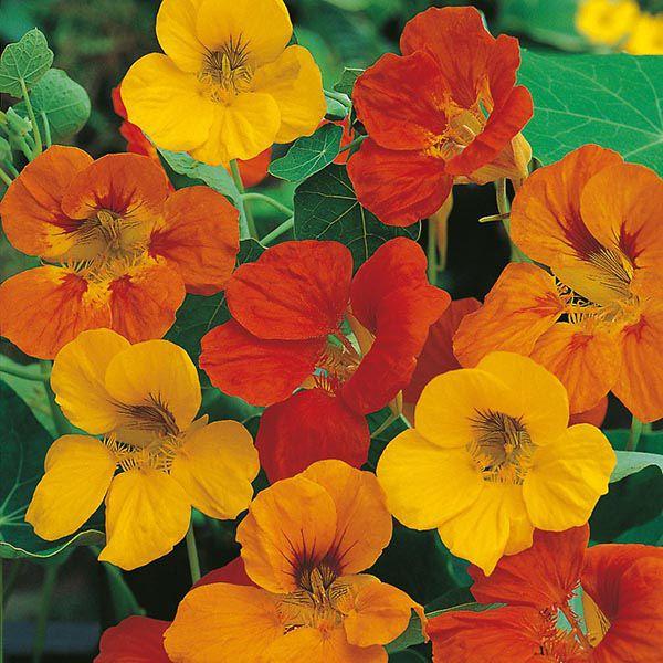 Mr Fothergill's - NASTURTIUM Tom Thumb Seeds Flower Seeds | Snape & Sons