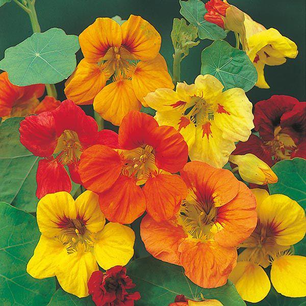 Mr Fothergill's - NASTURTIUM Trailing Mixed Seeds Flower Seeds | Snape & Sons