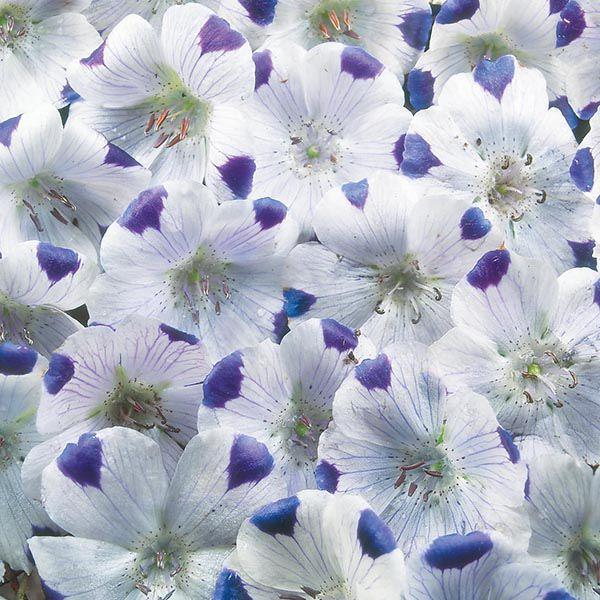 Mr Fothergill's - NEMOPHILA Five Spot Seeds Flower Seeds | Snape & Sons