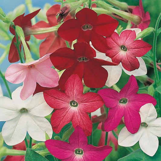 Mr Fothergill's - NICOTIANA Sensation Mixed Seeds Flower Seeds | Snape & Sons