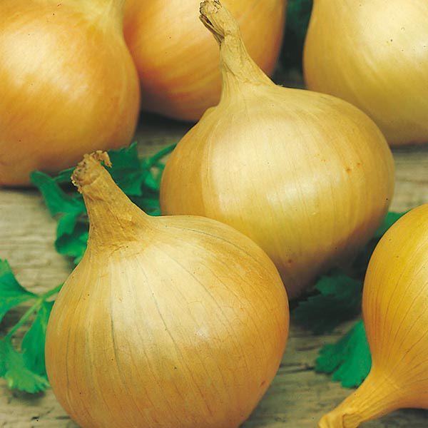 Mr Fothergill's - ONION Bedfordshire Champion Seeds Vegetable Seeds | Snape & Sons