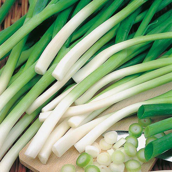 Mr Fothergill's - ONION (Spring) Ishikura Seeds Vegetable Seeds | Snape & Sons