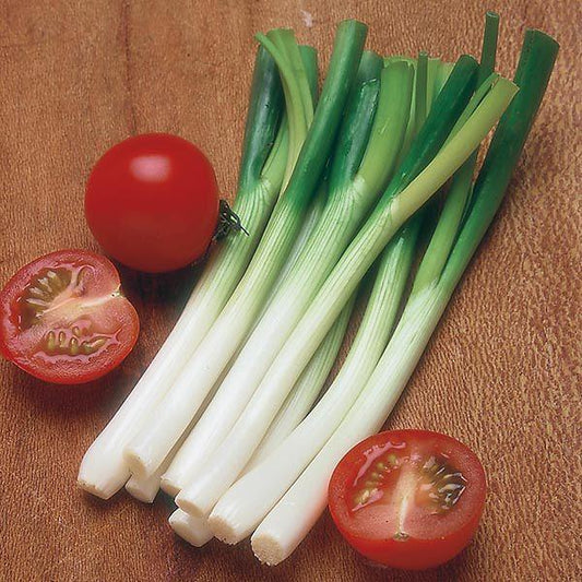 Mr Fothergill's - ONION (Spring) Ramrod Seeds Vegetable Seeds | Snape & Sons