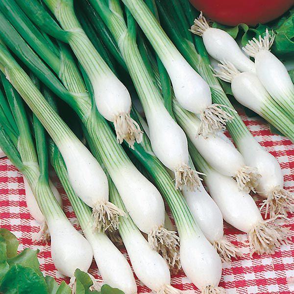 Mr Fothergill's - ONION (Spring) White Lisbon Winter Hardy Seeds Vegetable Seeds | Snape & Sons