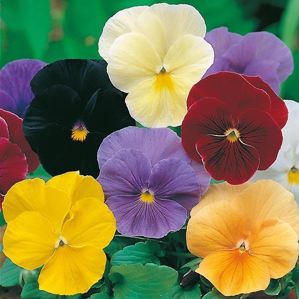 Mr Fothergill's - PANSY Clear Crystals Mixed Seeds Flower Seeds | Snape & Sons