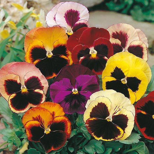 Mr Fothergill's - PANSY Swiss Giants Mixed Seeds Flower Seeds | Snape & Sons