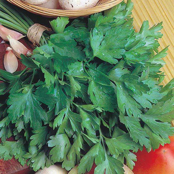 Mr Fothergill's - PARSLEY Giant of Italy Seeds Vegetable Seeds | Snape & Sons