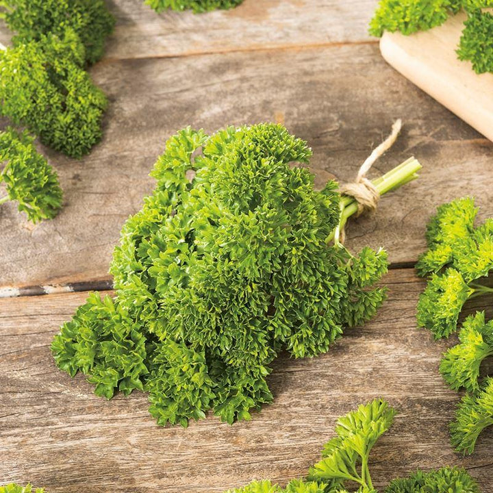 Mr Fothergill's - PARSLEY Moss Curled 2 Seeds Vegetable Seeds | Snape & Sons
