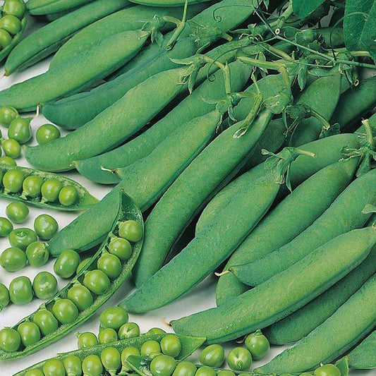 Mr Fothergill's - PEA Hurst Greenshaft Seeds Vegetable Seeds | Snape & Sons