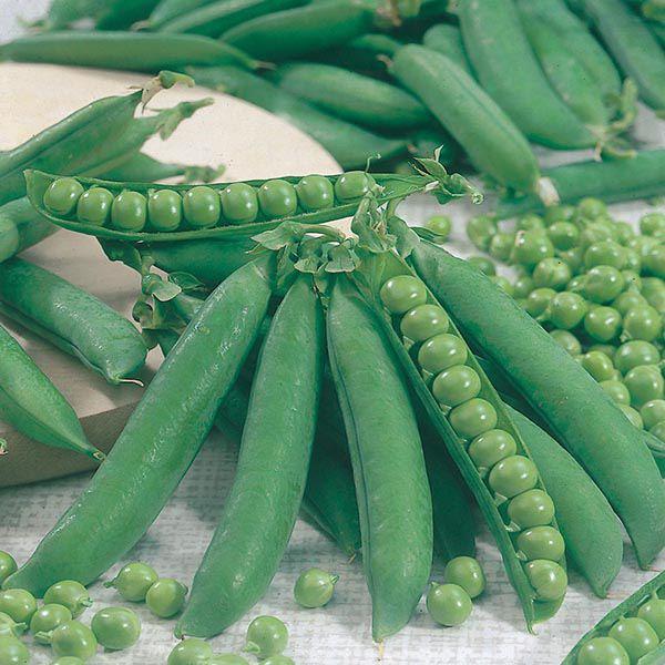 Mr Fothergill's - PEA Kelvedon Wonder Seeds Vegetable Seeds | Snape & Sons