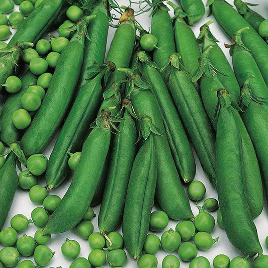 Mr Fothergill's - PEA Meteor Seeds Vegetable Seeds | Snape & Sons