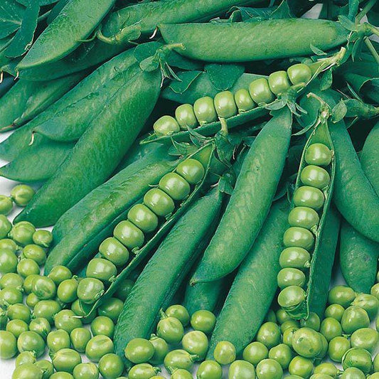 Mr Fothergill's - PEA Onward Seeds Vegetable Seeds | Snape & Sons