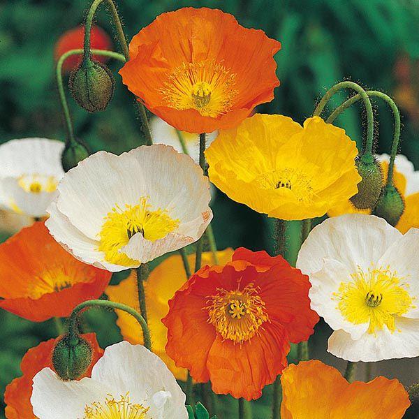 Mr Fothergill's - POPPY Iceland Mixed Seeds Flower Seeds | Snape & Sons