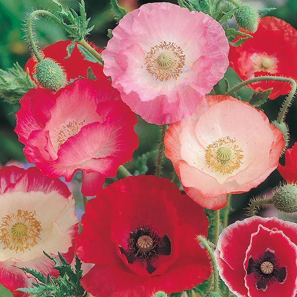 Mr Fothergill's - POPPY Shirley Single Mixed Seeds Flower Seeds | Snape & Sons