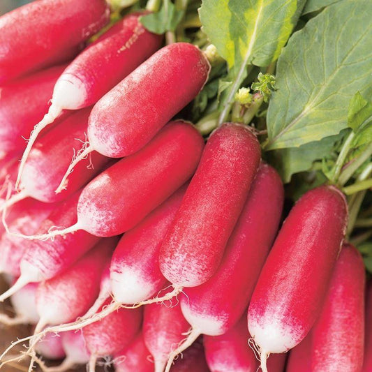 Mr Fothergill's - RADISH French Breakfast 3 Seeds Vegetable Seeds | Snape & Sons