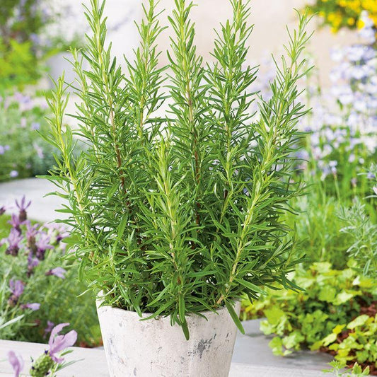Mr Fothergill's - ROSEMARY Seeds Vegetable Seeds | Snape & Sons