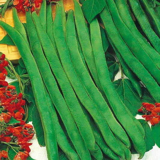 Mr Fothergill's - RUNNER BEAN Enorma Seeds Vegetable Seeds | Snape & Sons