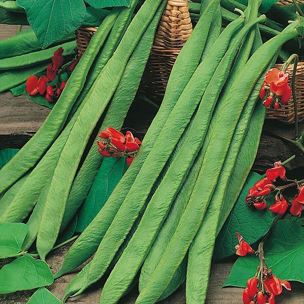 Mr Fothergill's - RUNNER BEAN Polestar Seeds Vegetable Seeds | Snape & Sons