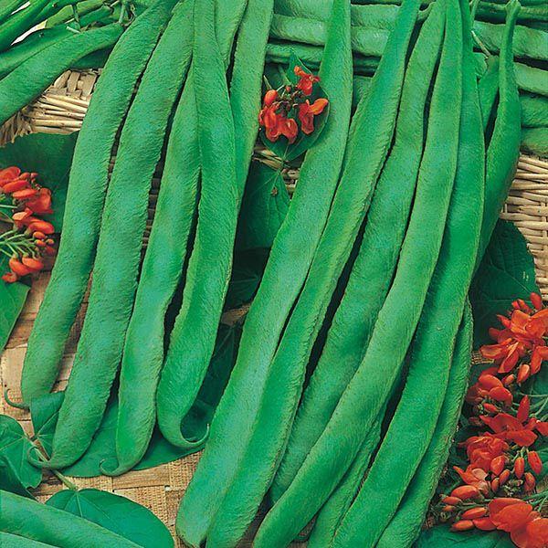 Mr Fothergill's - RUNNER BEAN Scarlet Emperor Seeds Vegetable Seeds | Snape & Sons