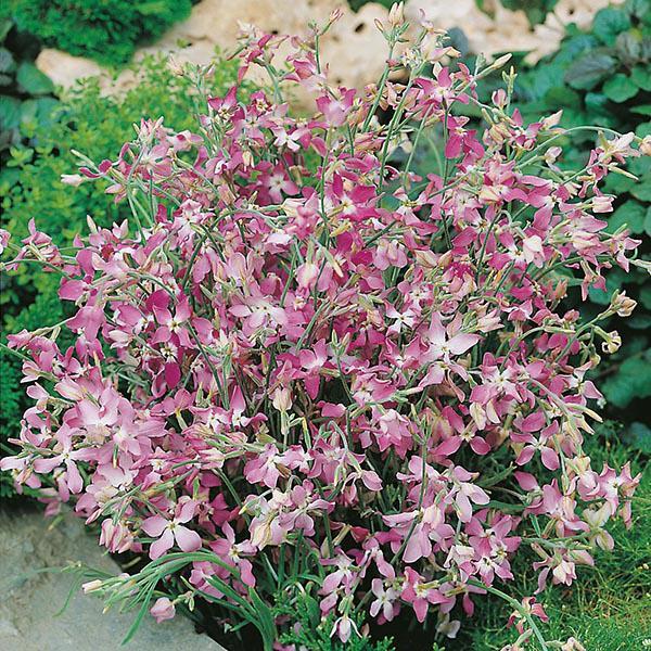 Mr Fothergill's - STOCK NIGHT SCENTED Seeds Flower Seeds | Snape & Sons