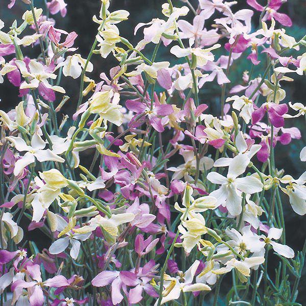 Mr Fothergill's - STOCK NIGHT SCENTED Starlight Scentsation Seeds Flower Seeds | Snape & Sons