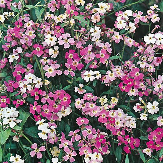 Mr Fothergill's - STOCK Virginian Mixed Seeds Flower Seeds | Snape & Sons