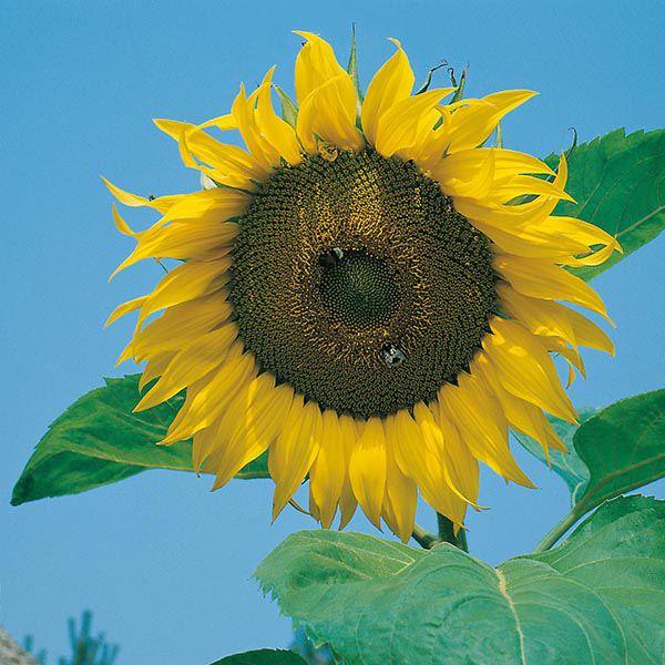 Mr Fothergill's - SUNFLOWER Giant Single Seeds Flower Seeds | Snape & Sons
