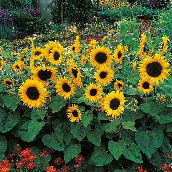 Mr Fothergill's - SUNFLOWER Little Dorrit F1 Seeds Flower Seeds | Snape & Sons