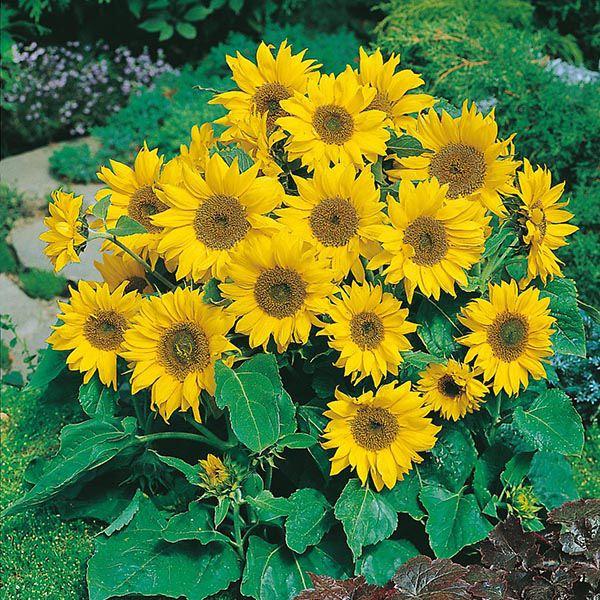 Mr Fothergill's - SUNFLOWER Little Leo Seeds Flower Seeds | Snape & Sons