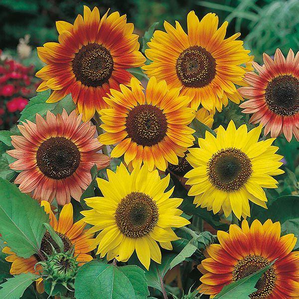 Mr Fothergill's - SUNFLOWER Sunburst Mixed Seeds Flower Seeds | Snape & Sons
