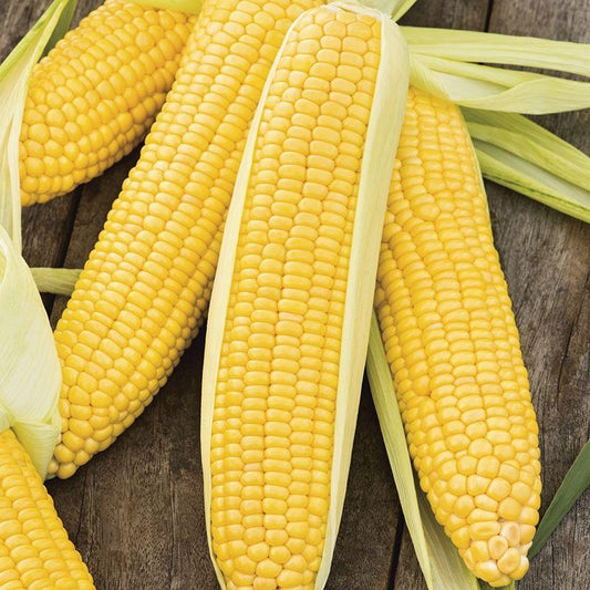 Mr Fothergill's - SWEET CORN Incredible F1 Seeds Vegetable Seeds | Snape & Sons