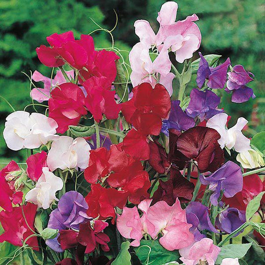 Mr Fothergill's - SWEET PEA Bouquet Mixed Seeds Flower Seeds | Snape & Sons