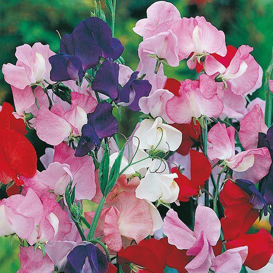 Mr Fothergill's - SWEET PEA Galaxy Seeds Vegetable Seeds | Snape & Sons