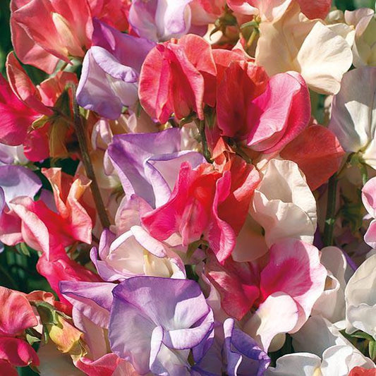Mr Fothergill's - SWEET PEA Incense Mixed Seeds Flower Seeds | Snape & Sons