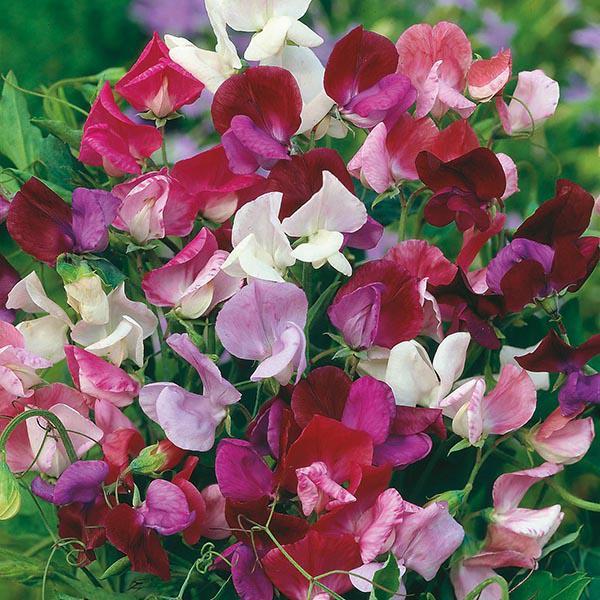 Mr Fothergill's - SWEET PEA Old Spice Mixed (grandiflora) Seeds Flower Seeds | Snape & Sons