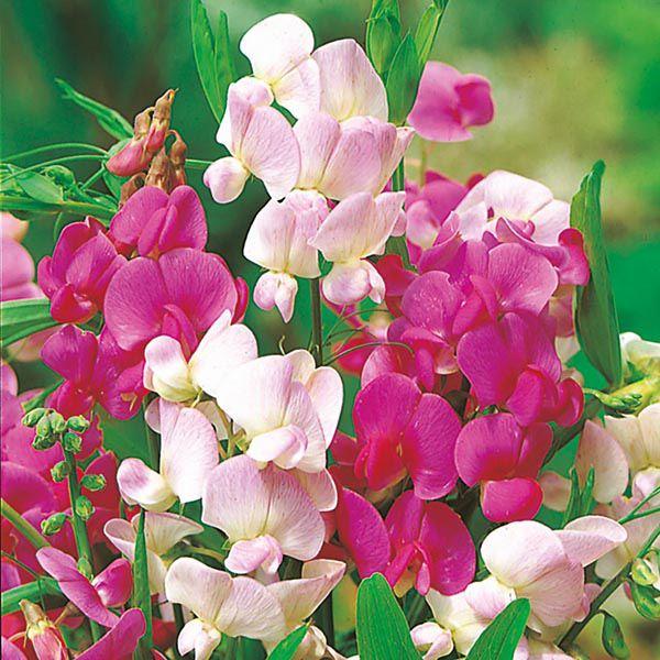 Mr Fothergill's - SWEET PEA Perennial Everlasting Mixed Seeds Flower Seeds | Snape & Sons